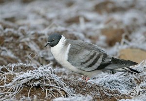 Snow Pigeon