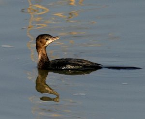 Pygmy_Cormorant