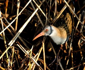 Water Rail