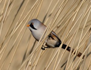 Bearded Tit