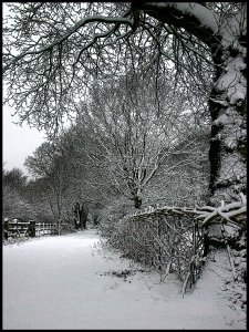 Kenley  in the Snow