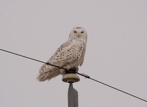 Snowy Owl