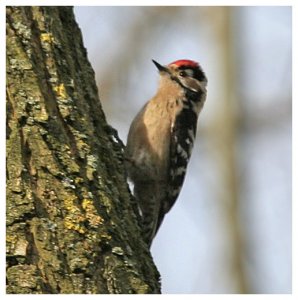 Lesser Spotted Woodpecker