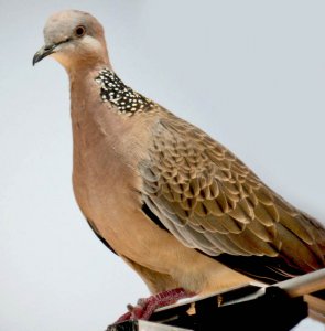 Spotted turtle dove