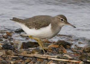 Spotted Sandpiper