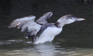 White Billed Diver