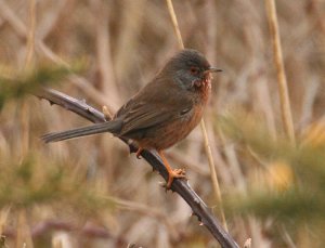 Dartford Warbler