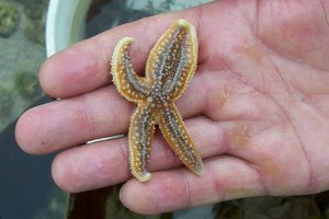 Comon Starfish