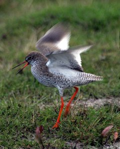 Redshank Study 1