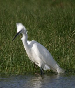 Little Egret in Breeding Plumage 1