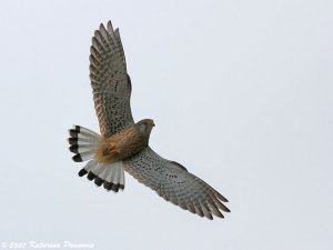 Kestrel