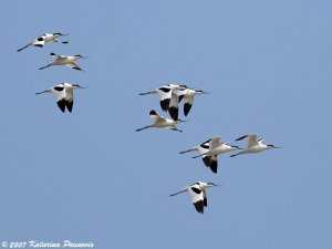 Avocets in flight