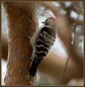 Lesser Spotted Woodpecker