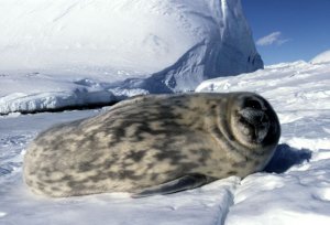 Weddell Seal pup