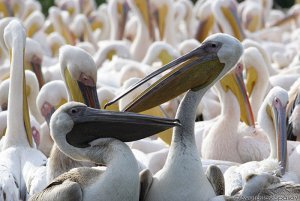 White Pelicans