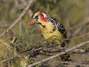 red-and-yellow barbet