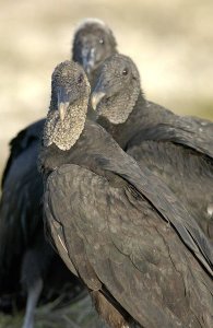 3 Black vultures