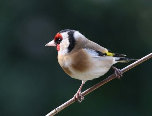 Goldfinch