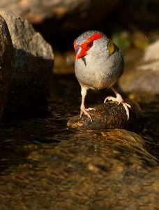 Red-browed finch drinking