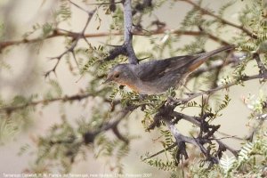 Tamarugo Conebill