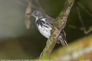 Ringed Antpipit