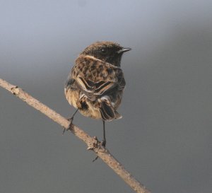 Stonechat