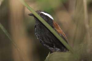 Black-bellied Gnateater