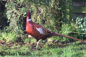 Male Pheasant