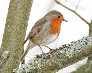 uk robin