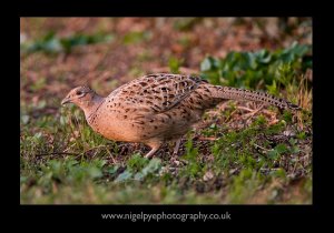 Pheasant