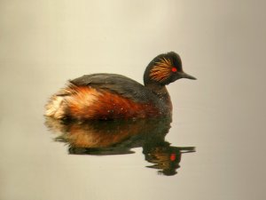 black necked grebe