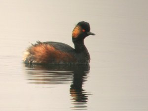 black necked grebe part2