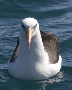 NZ Black-browed Albatross