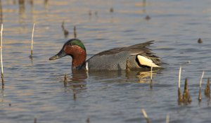 Green Winged Teal