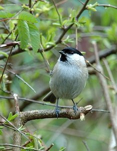 Marsh Tit