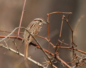 Song Sparrow