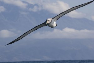 Salvin's Albatross