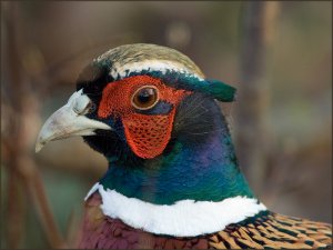 Pheasant