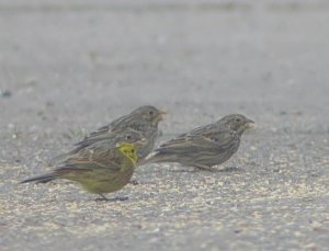 Corn bunting