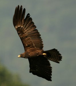 black eagle