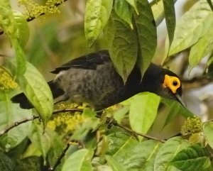 Smoky Honeyeater