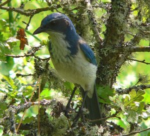 Scrub Jay