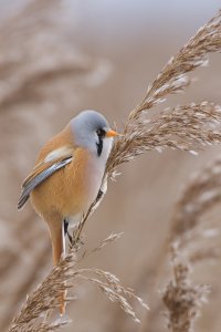 Bearded Tit