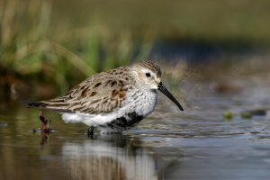 Dunlin