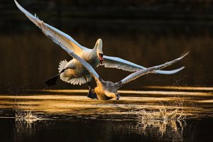 Swan Fight