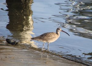 Whimbrel