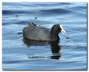 uk coot