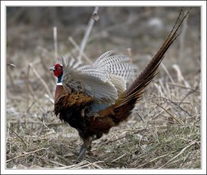 Pheasant