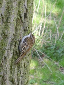 Treecreeper