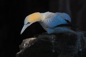 Northern Gannet on Bass Rock